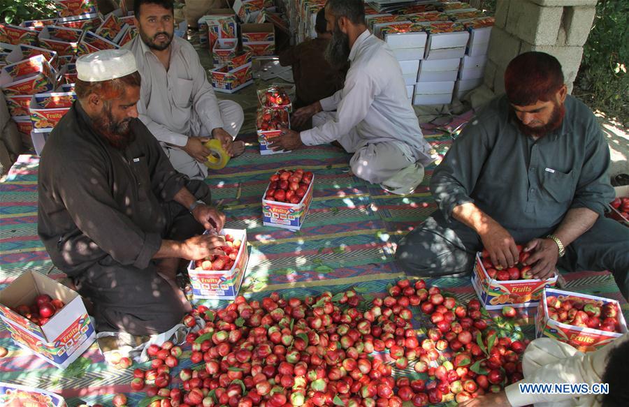 AFGHANISTAN-LAGHMAN-ECONOMY-AGRICULTURE