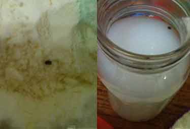 多美滋一包奶粉發現四只蟲 客服稱退貨難度大