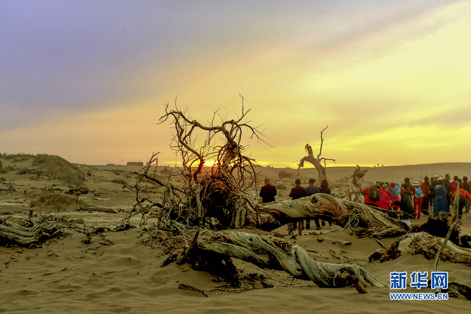 千年胡楊，不朽傳奇