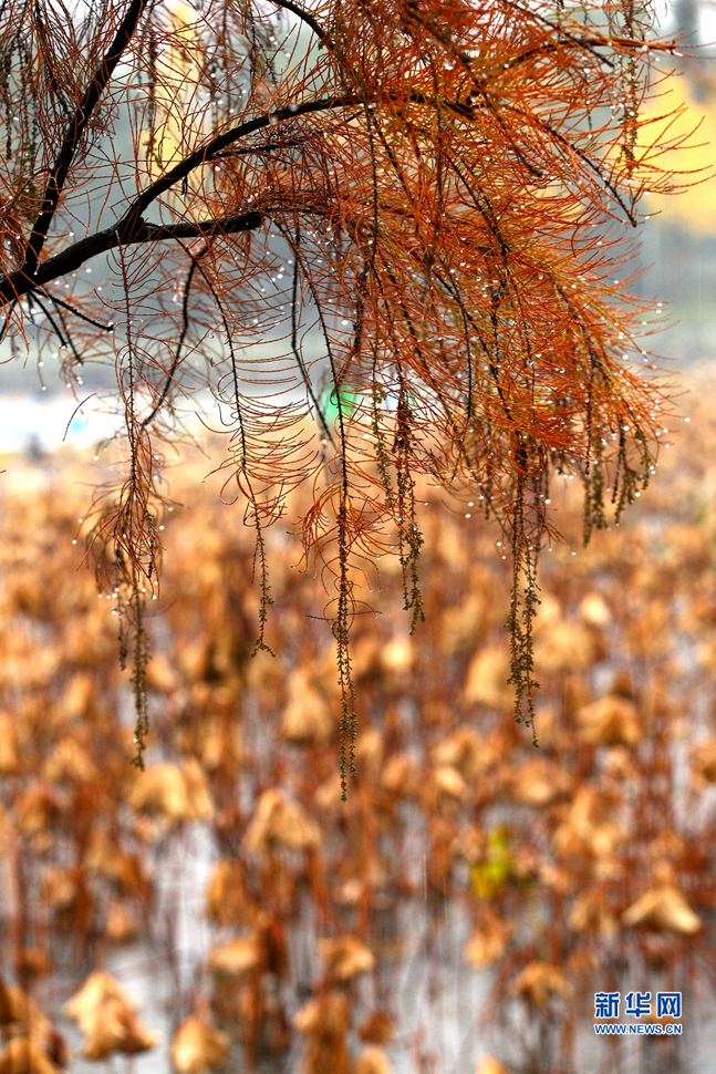 留得殘荷聽雨聲