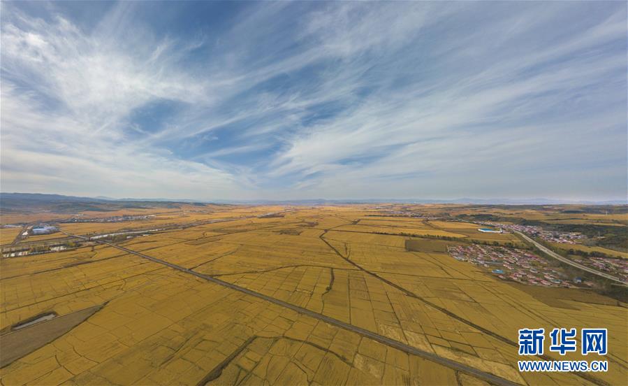 （經濟）（2）吉林延邊：金秋十月 稻谷飄香