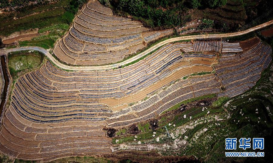 （春季美麗生態）（13）飛閱邊關山田春景