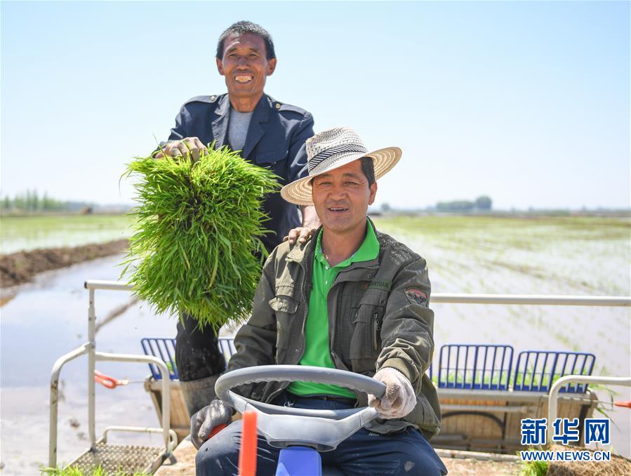 (社會(huì))(7)昔日鹽堿地 今日插秧忙