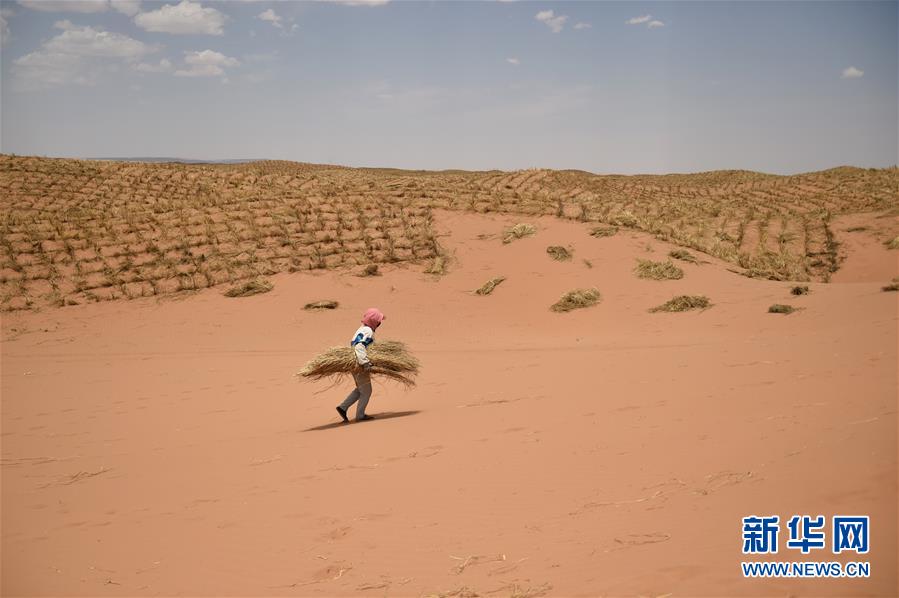 （新華全媒頭條&middot;圖文互動）（3）荒漠化治理的&ldquo;中國智慧&rdquo;