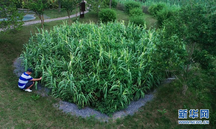 （在習近平新時代中國特色社會主義思想指引下&mdash;&mdash;新時代新作為新篇章&middot;圖文互動）（4）稀奇！治污濕地成了休閑公園&mdash;&mdash;江蘇蘇州全域推進農村生活污水治理