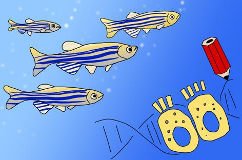 斑馬魚是腸道發育和疾病研究的理想模型