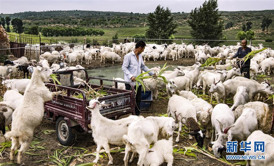 （壯闊東方潮 奮進新時代&mdash;&mdash;慶祝改革開放40年）（6）感受&ldquo;毛烏素&rdquo;的生機