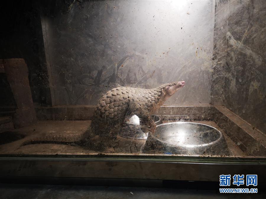 （鏡觀中國&middot;新華社國內(nèi)照片一周精選）（16）幸存的穿山甲