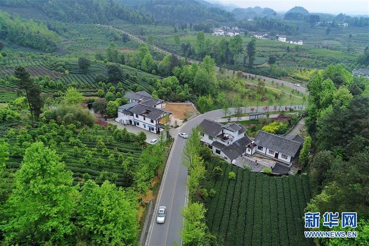 （百城百縣百企調(diào)研行&middot;圖文互動(dòng)）（3）貴州湄潭：綠浪淘心 茶富萬民