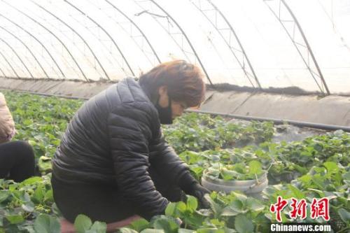 正值隆冬時節(jié)，山西省長治市長子縣天寒地凍，最低氣溫已有零下十幾度，當地的蔬菜大棚內卻&ldquo;春意盎然&rdquo;、生機勃勃。　王維寧 攝