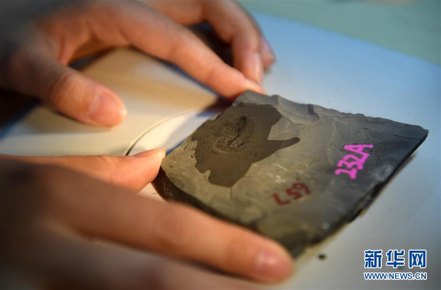 (新華全媒頭條·圖文互動)(8)探尋5億年前“生命大爆炸”之奧秘——中國科學家發現寒武紀“化石寶庫”清江生物群紀實