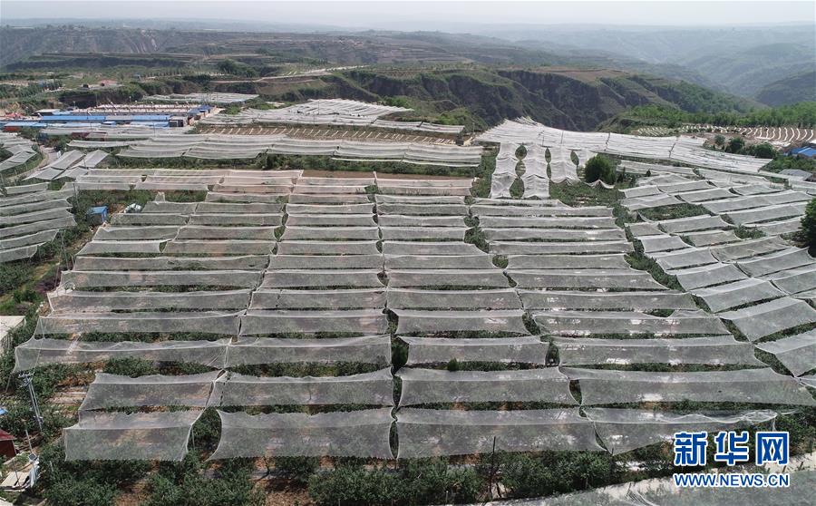 （新華全媒頭條&middot;圖文互動(dòng)）（11）春暉沐浴寶塔山&mdash;&mdash;寫(xiě)在延安各縣整體脫貧摘帽之際