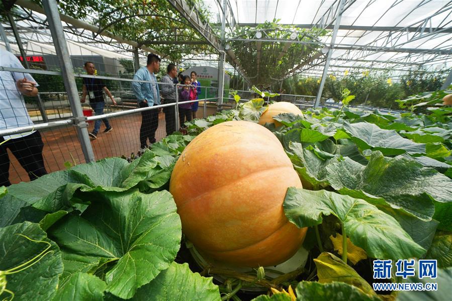 （壯麗70年&middot;奮斗新時代&middot;圖文互動）（11）山東壽光：一棵&ldquo;菜&rdquo;興一座城 