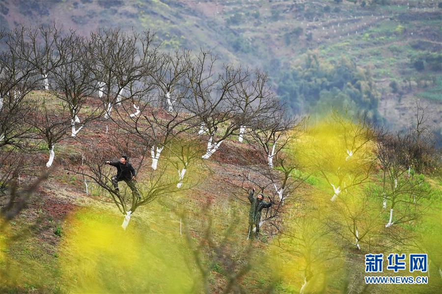 （在習近平新時代中國特色社會主義思想指引下&mdash;&mdash;新時代新作為新篇章）（8）重慶巫山：&ldquo;生態(tài)寶貝&rdquo;變身&ldquo;搖錢樹&rdquo;