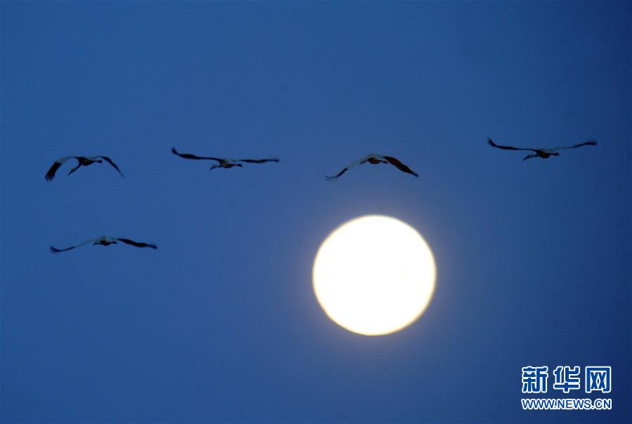 (北京世園會·圖文互動)(1)吉林分區域推進生態保護 讓綠色發展底氣更足