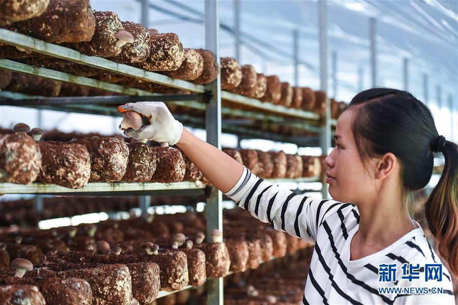 （壯麗70年&middot;奮斗新時代&mdash;&mdash;共和國發展成就巡禮&middot;圖文互動）（8）多彩貴州闖新路