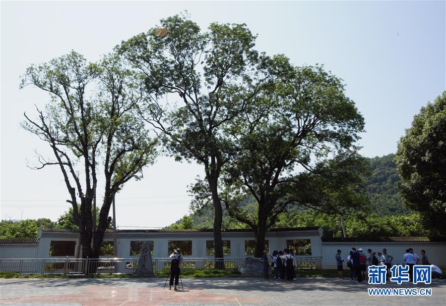 (壯麗70年·奮斗新時代——記者再走長征路·圖文互動)(6)“紅軍樹”下憶初心、守初心