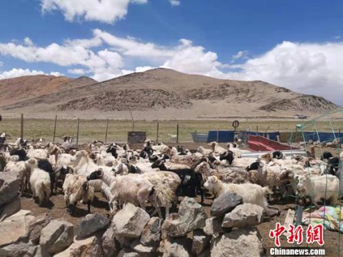 圖為羊群正從羊圈里出來。 謝藝觀 攝 圖為羊群正從羊圈里出來。 謝藝觀 攝