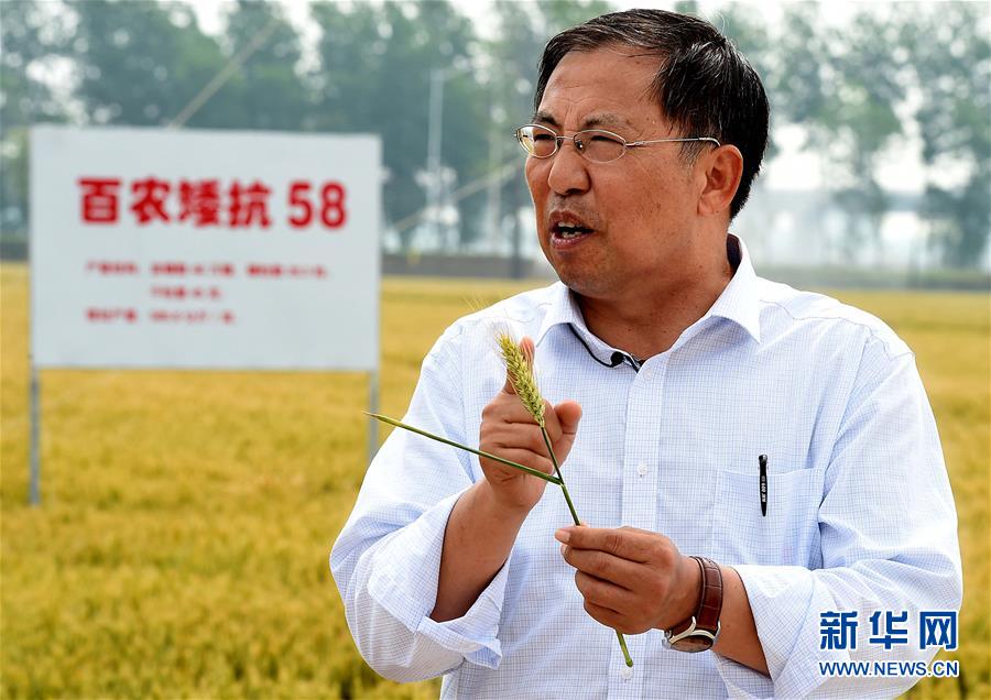 （新華全媒頭條&middot;圖文互動）（15）大國糧倉的新時代交響&mdash;&mdash;河南農業70年觀察