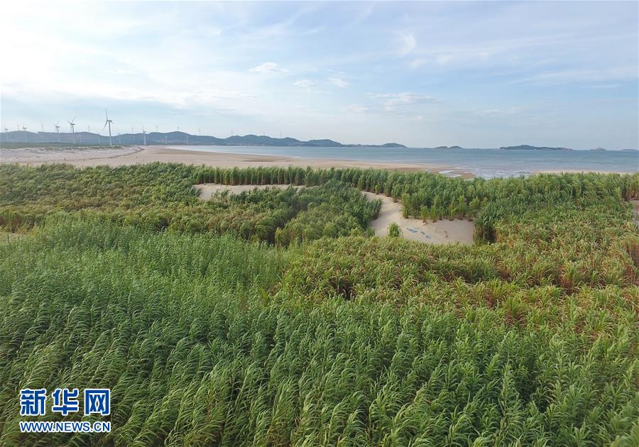 （不忘初心、牢記使命&middot;圖文互動）（2）拳拳寸草心 濃濃報國情&mdash;&mdash;記&ldquo;菌草之父&rdquo;林占熺