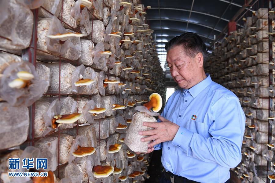 （不忘初心、牢記使命&middot;圖文互動）（1）拳拳寸草心 濃濃報國情&mdash;&mdash;記&ldquo;菌草之父&rdquo;林占熺