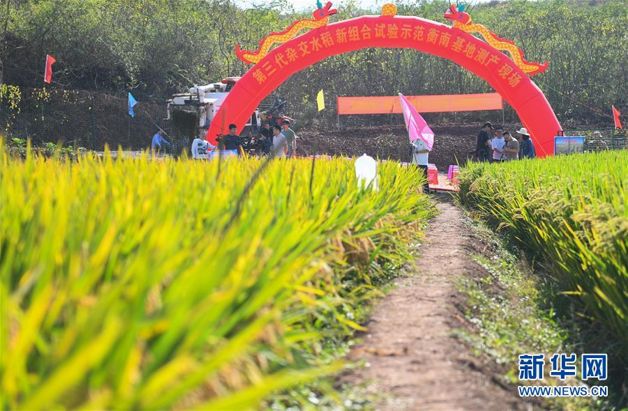 （圖文互動）（1）1046.3公斤！袁隆平第三代雜交水稻首次公開測產