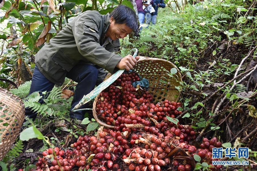 （在習近平新時代中國特色社會主義思想指引下&mdash;&mdash;新時代新作為新篇章&middot;總書記關切脫貧事&middot;決勝貧困&middot;圖文互動）（5）讓一方水土&ldquo;富養&rdquo;一方人&mdash;&mdash;扶貧特色產業惠及千家萬戶