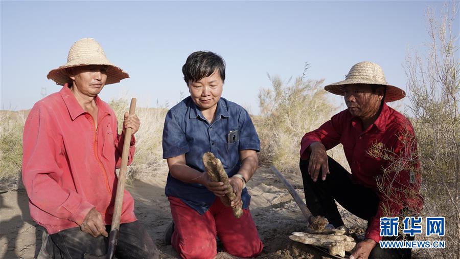 （新華全媒頭條&middot;圖文互動）（3）塔克拉瑪干的&ldquo;播綠使者&rdquo;&mdash;&mdash;中科院新疆生態與地理研究所高級工程師常青的故事