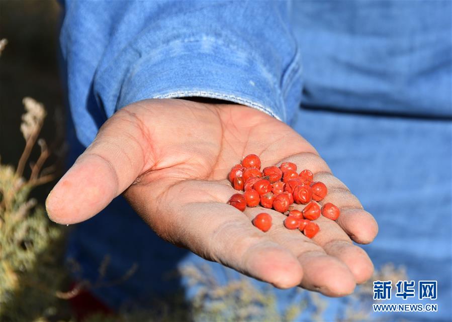 （新華全媒頭條&middot;圖文互動）（8）塔克拉瑪干的&ldquo;播綠使者&rdquo;&mdash;&mdash;中科院新疆生態與地理研究所高級工程師常青的故事