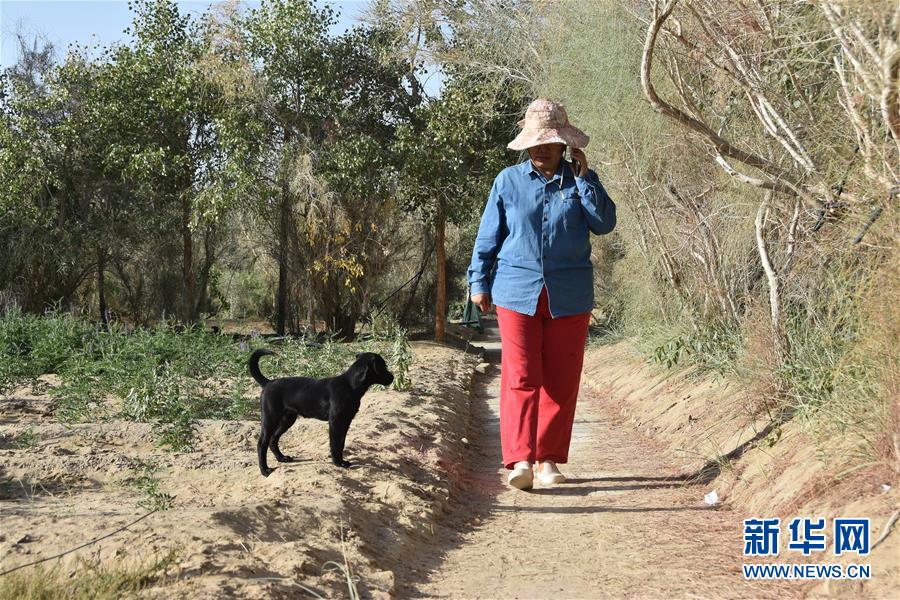 （新華全媒頭條&middot;圖文互動）（9）塔克拉瑪干的&ldquo;播綠使者&rdquo;&mdash;&mdash;中科院新疆生態與地理研究所高級工程師常青的故事