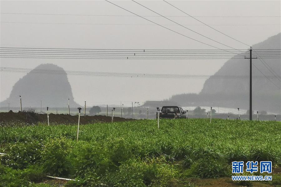 (聚焦疫情防控·圖文互動)(3)“得知要送武漢 凌晨出來摘菜”——中國“南菜園”廣西全力抗疫保供應