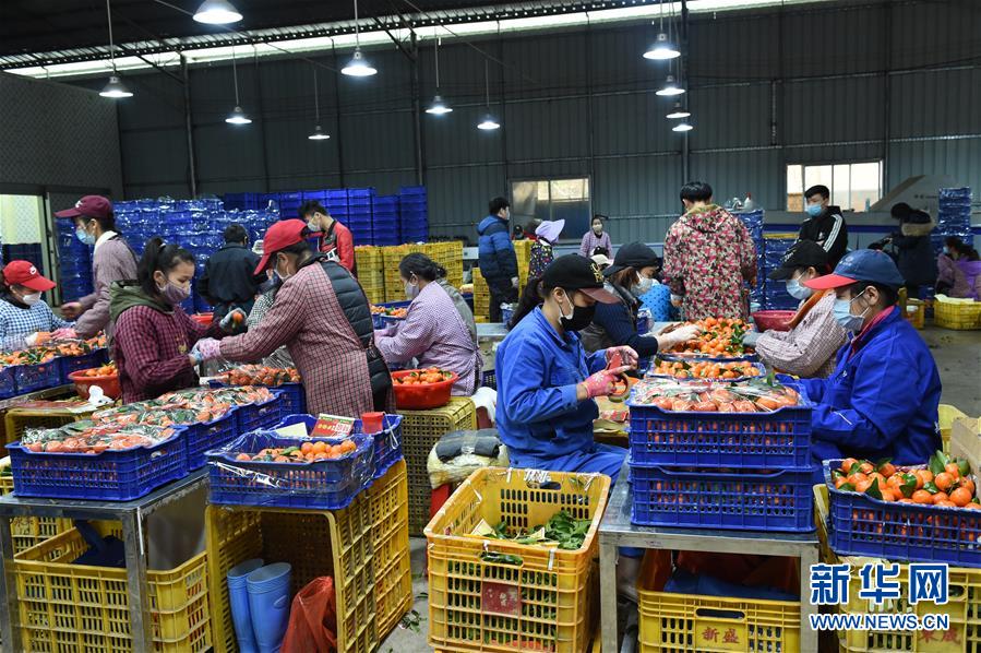 （圖文互動）（10）與疫情抗?fàn)?與春光同行&mdash;&mdash;廣西農(nóng)村春耕備耕一線觀察