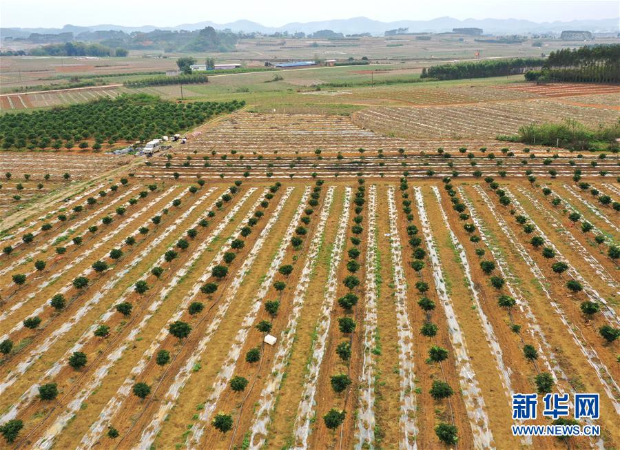 （抓好春耕備耕 穩(wěn)住農(nóng)業(yè)生產(chǎn)&middot;圖文互動）（1）農(nóng)時(shí)不等人 扶貧不能拖&mdash;&mdash;種瓜大村春耕生產(chǎn)見聞 