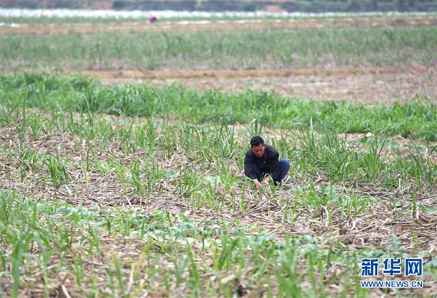 （抓好春耕備耕 穩(wěn)住農(nóng)業(yè)生產(chǎn)&middot;圖文互動）（4）農(nóng)時(shí)不等人 扶貧不能拖&mdash;&mdash;種瓜大村春耕生產(chǎn)見聞 