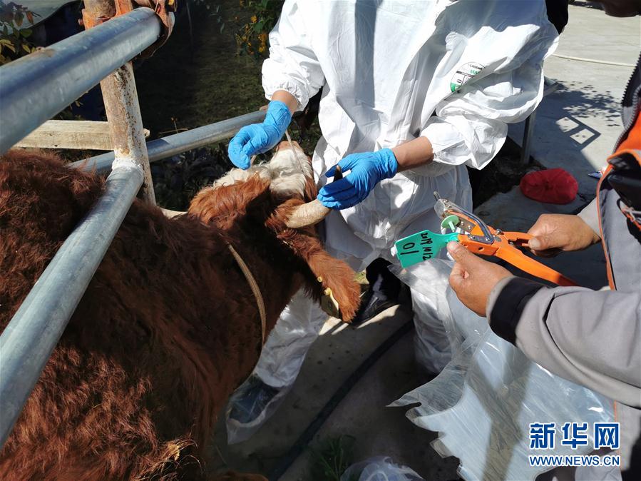 （決戰決勝脫貧攻堅&middot;圖文互動）（1）脫貧&ldquo;不暫停&rdquo; 服務&ldquo;不打烊&rdquo;&mdash;&mdash;天津通過&ldquo;云端&rdquo;幫扶為甘肅受援地區戰貧繼續助力