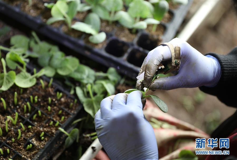 （新華全媒頭條&middot;圖文互動）（4）春色最濃在田間&mdash;&mdash;來自全國春耕備耕的現場觀察