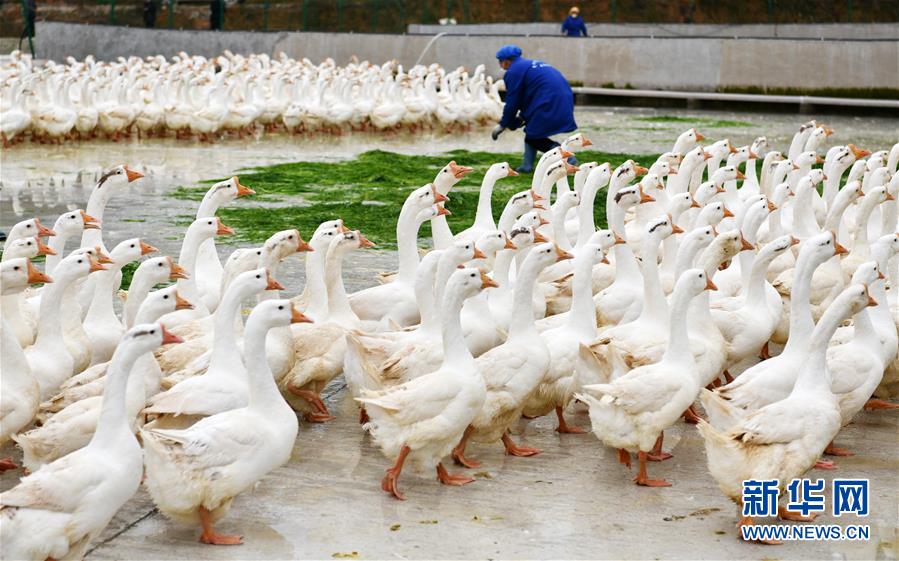 （決戰(zhàn)決勝脫貧攻堅(jiān)&middot;圖文互動(dòng)）（3）天然&ldquo;寶貝&rdquo;促增收&mdash;&mdash;貴州錦屏縣培育扶貧產(chǎn)業(yè)見聞