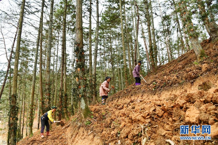 （決戰(zhàn)決勝脫貧攻堅(jiān)&middot;圖文互動(dòng)）（4）天然&ldquo;寶貝&rdquo;促增收&mdash;&mdash;貴州錦屏縣培育扶貧產(chǎn)業(yè)見聞