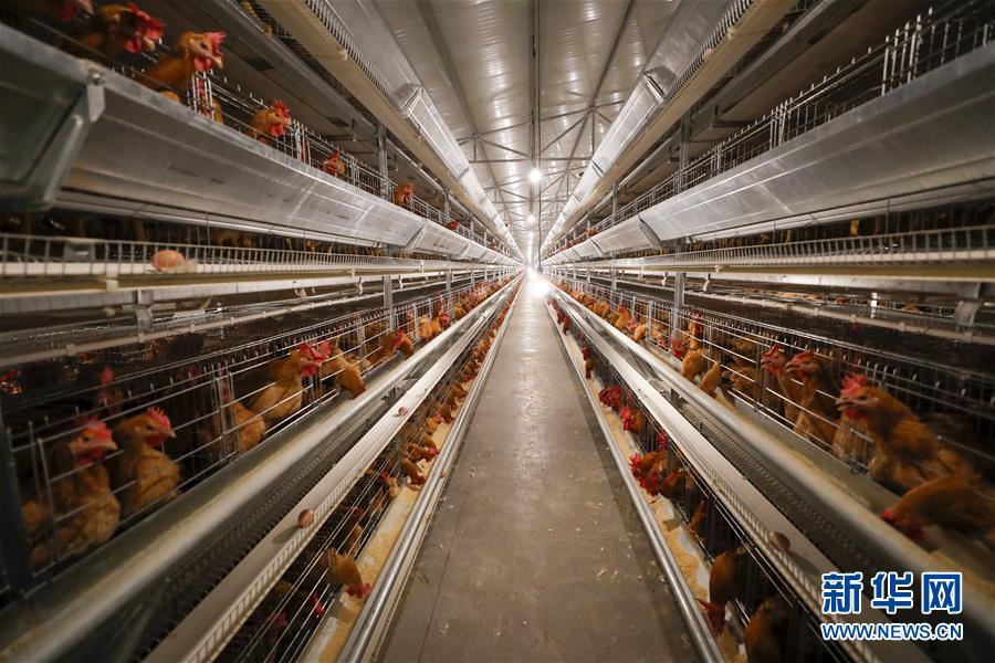 （圖文互動）（1）疏通產(chǎn)業(yè)鏈堵點 保障&ldquo;菜籃子&rdquo;供應(yīng)&mdash;&mdash;重慶養(yǎng)殖大區(qū)力促養(yǎng)殖業(yè)補(bǔ)損復(fù)產(chǎn)