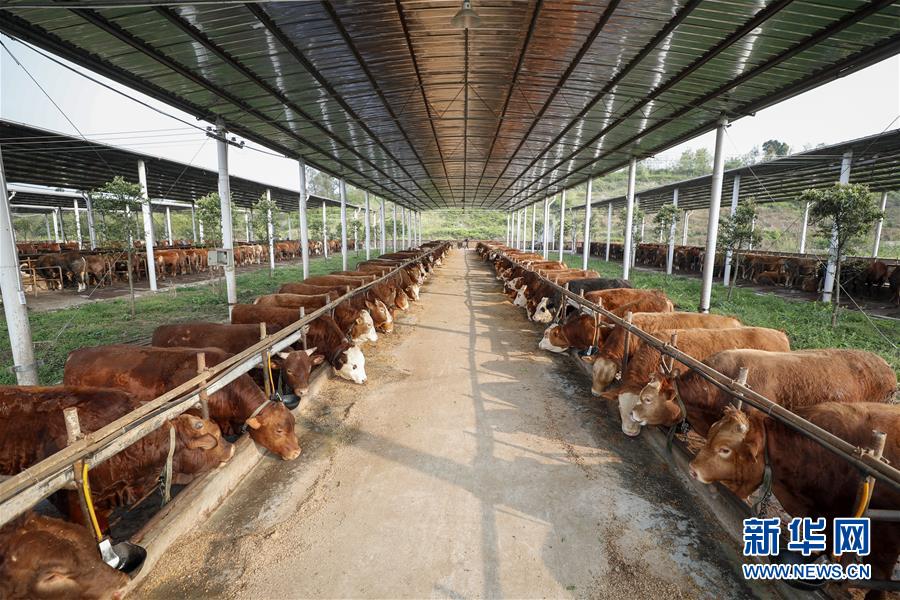 （圖文互動）（4）疏通產業鏈堵點 保障&ldquo;菜籃子&rdquo;供應&mdash;&mdash;重慶養殖大區力促養殖業補損復產