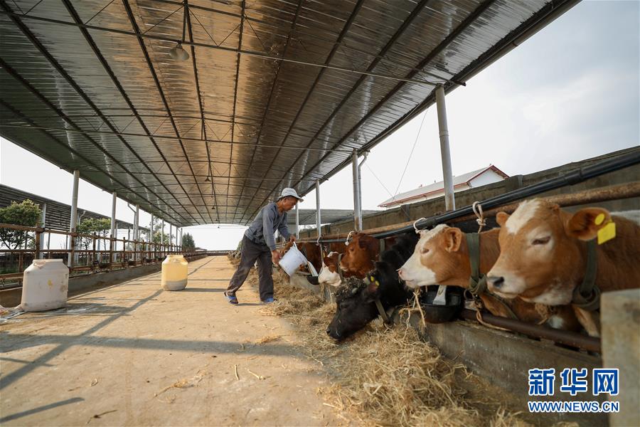 （圖文互動）（5）疏通產業鏈堵點 保障&ldquo;菜籃子&rdquo;供應&mdash;&mdash;重慶養殖大區力促養殖業補損復產