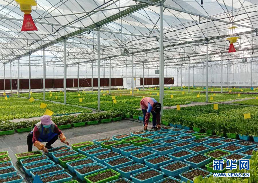 （在習近平新時代中國特色社會主義思想指引下&mdash;&mdash;新時代新作為新篇章&middot;習近平總書記關切事&middot;圖文互動）（5）抗疫之下 保供無憂