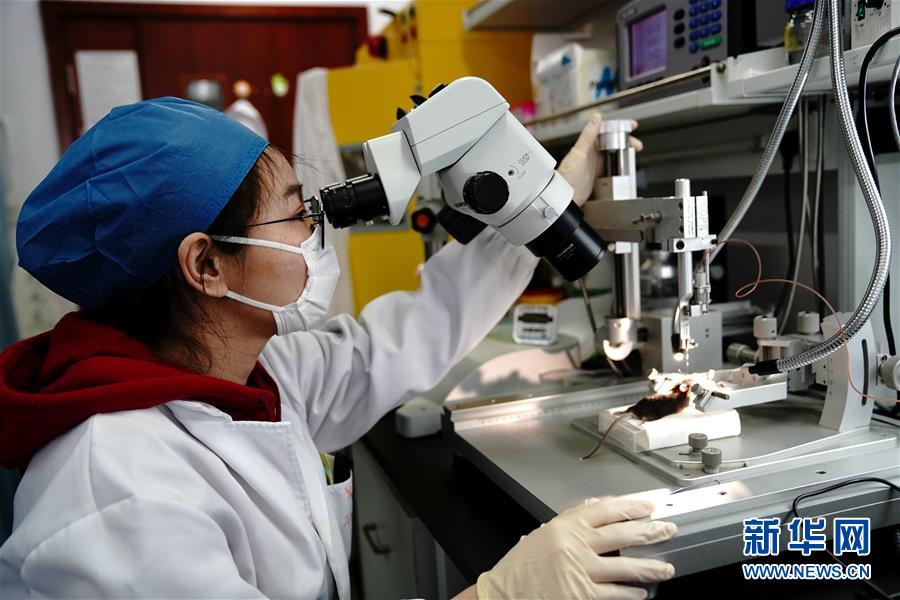 （圖文互動）（2）攻擊行為如何被大腦控制？科學家在小鼠大腦中發現&ldquo;調節開關&rdquo;