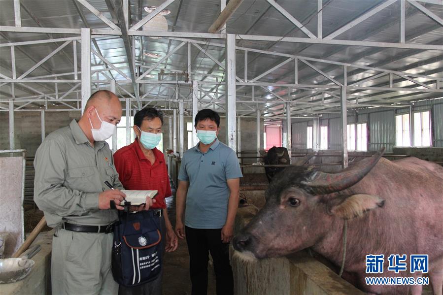 （決戰(zhàn)決勝脫貧攻堅(jiān)&middot;圖文互動(dòng)）（1）駐村第一書記當(dāng)起&ldquo;蝦農(nóng)&rdquo;&ldquo;牛倌&rdquo;