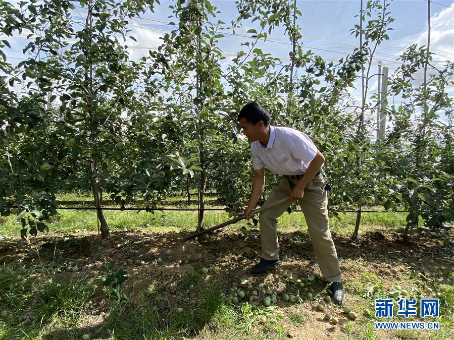 （決戰(zhàn)決勝脫貧攻堅·圖文互動）（1）高原紅了，日子好了——貴州海拔最高縣發(fā)展蘋果產(chǎn)業(yè)見聞