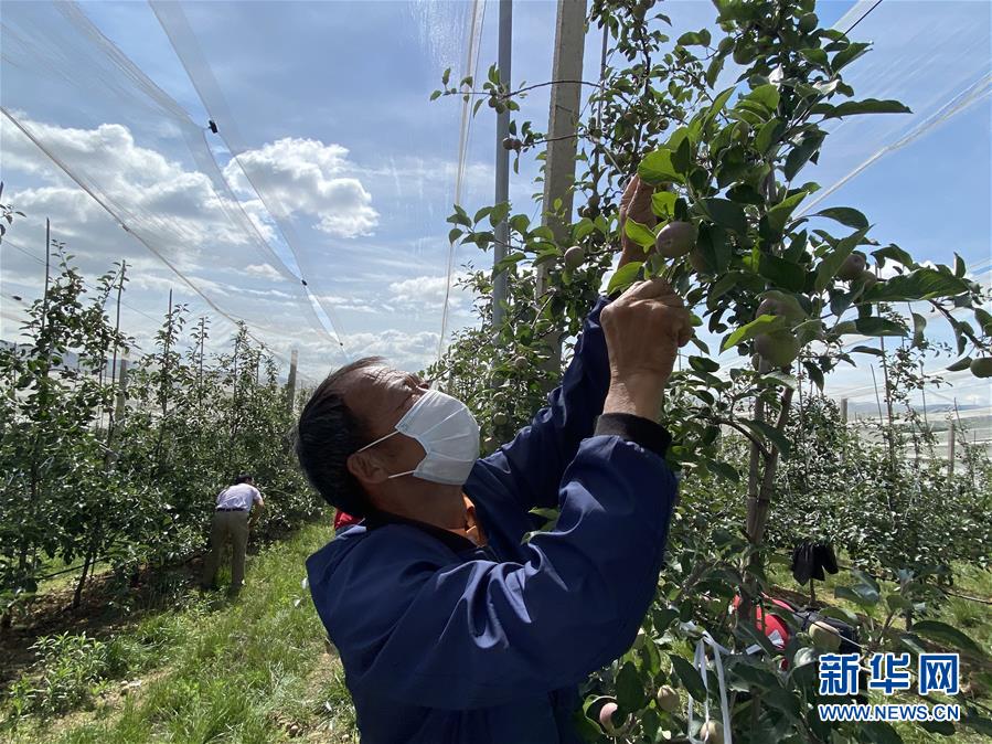 （決戰(zhàn)決勝脫貧攻堅·圖文互動）（2）高原紅了，日子好了——貴州海拔最高縣發(fā)展蘋果產(chǎn)業(yè)見聞