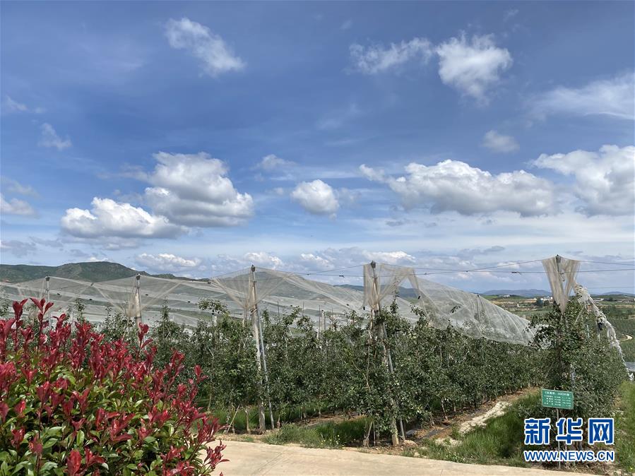 （決戰(zhàn)決勝脫貧攻堅·圖文互動）（3）高原紅了，日子好了——貴州海拔最高縣發(fā)展蘋果產(chǎn)業(yè)見聞