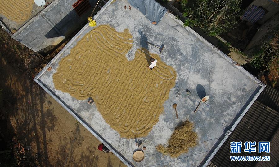 （走向我們的小康生活&middot;圖文互動）（3）黎苗山鄉(xiāng)種養(yǎng)&ldquo;老行當(dāng)&rdquo;擦亮&ldquo;綠色牌&rdquo;