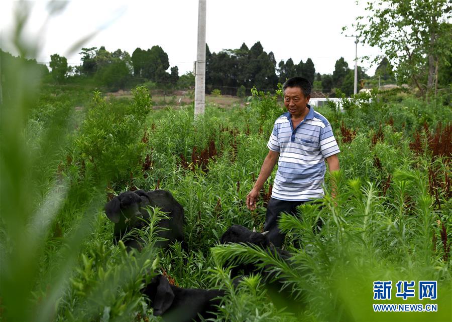 （走向我們的小康生活&middot;圖文互動）（3）擺擺幸福鄉村的新鮮事兒
