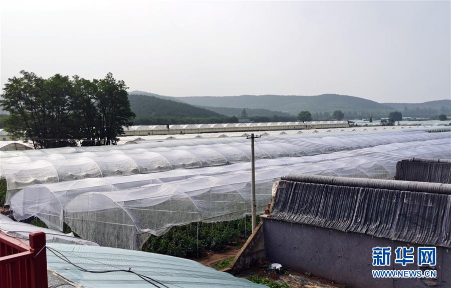 (決戰決勝脫貧攻堅·圖文互動)(2)西紅柿小鎮的“致富經”